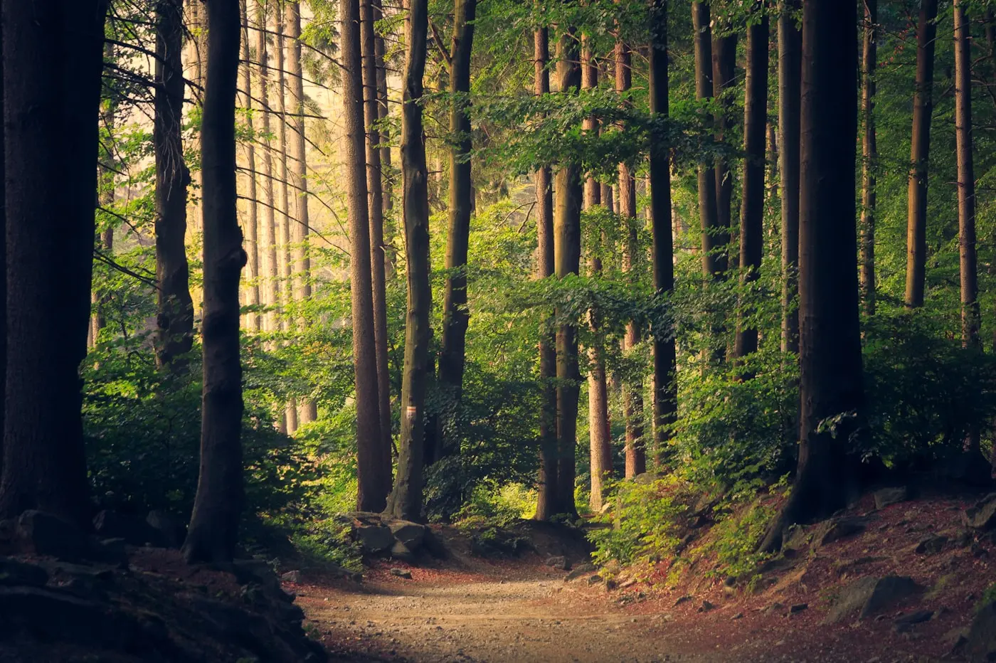 Morning light through a tall high-country forest